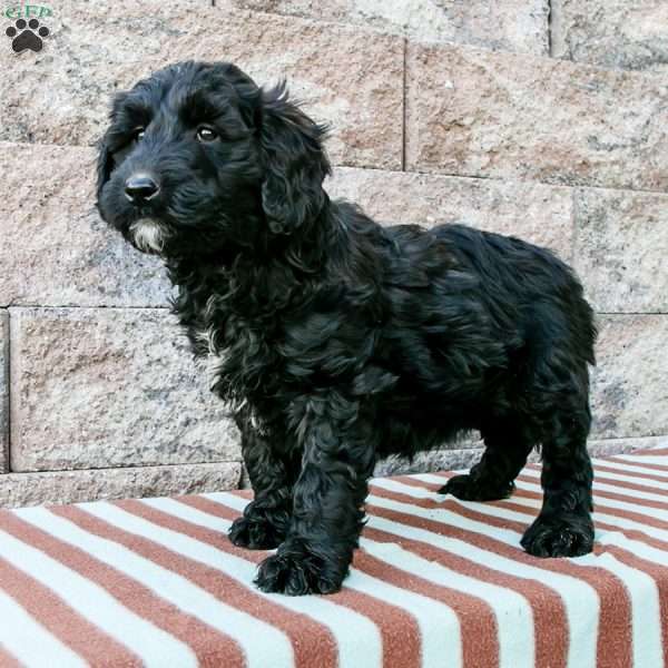 Muffin, Goldendoodle Puppy